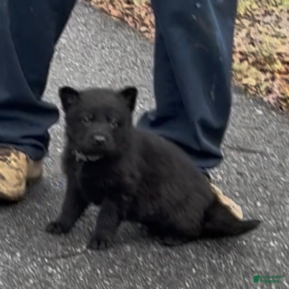 German Shepherd dogs TIC TAC - Ad 2