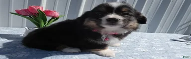Welsh Corgi Pembroke Puppy 5 Lucinda