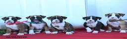 Boxer dogs for sale: Marley - Ad 3