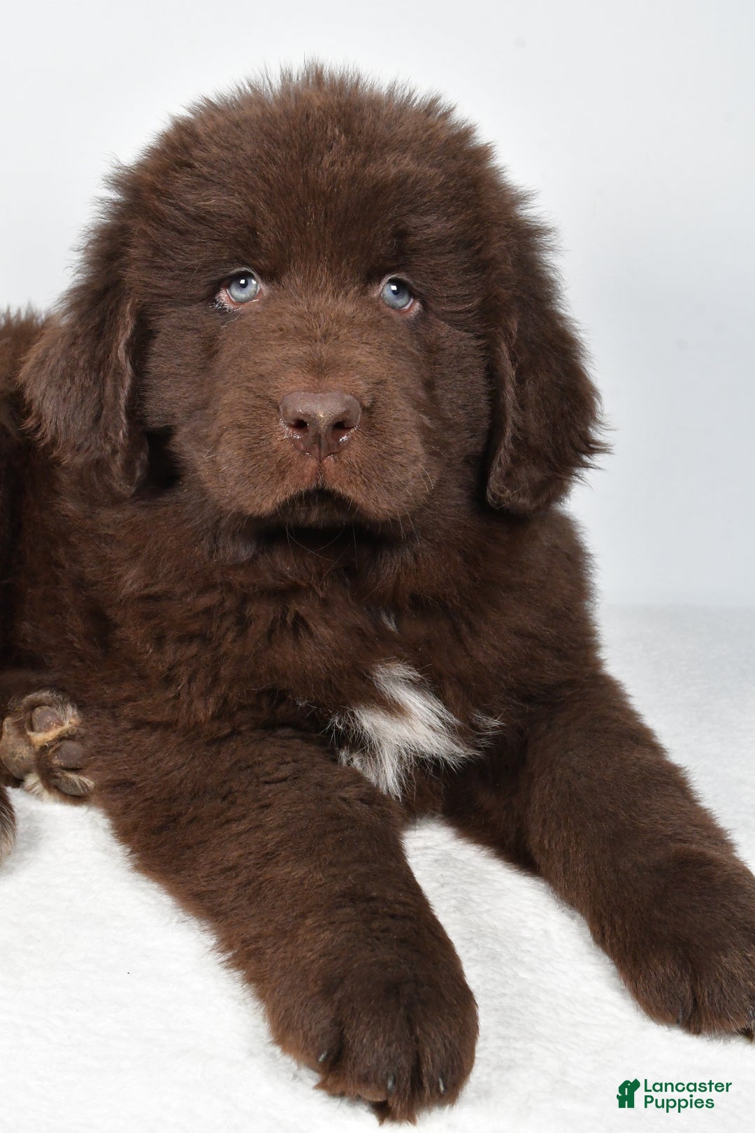 Newfoundland dogs for sale: Bear - Ad 2