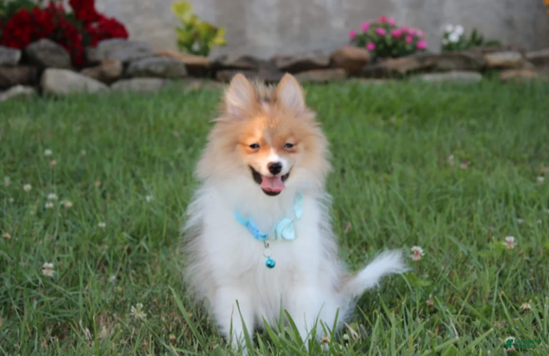 Pomeranian dogs for sale: Theo - Ad 1