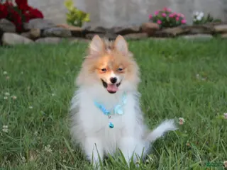 Pomeranian dogs Theo - Ad 36