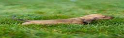 Miniature Dachshund dogs for sale: Mikey Miniature Dachshund  - Ad 4
