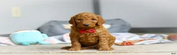 Goldendoodle dogs for sale: Milo F1b - Ad 8