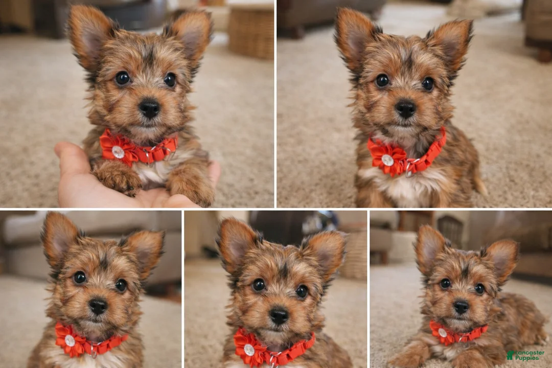 Yorkshire Terrier dogs for sale: Princess - Ad 1