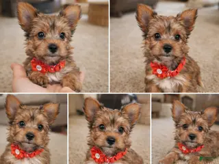 Yorkshire Terrier dogs Princess - Ad 17