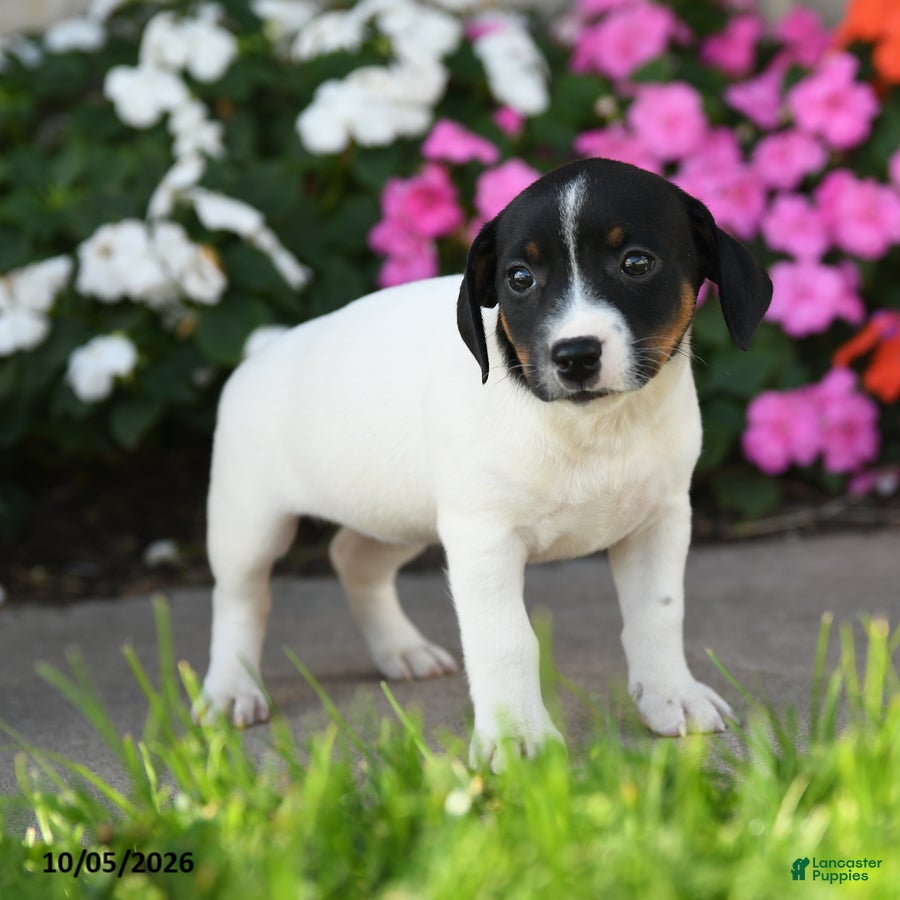 Jack Russell Terrier dogs Lakelyn - Ad 2