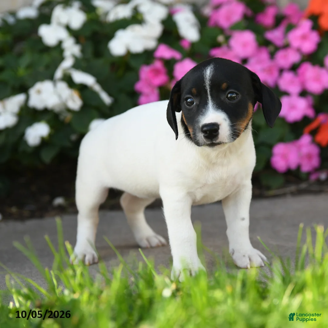 Jack Russell Terrier dogs for sale: Lakelyn - Ad 2
