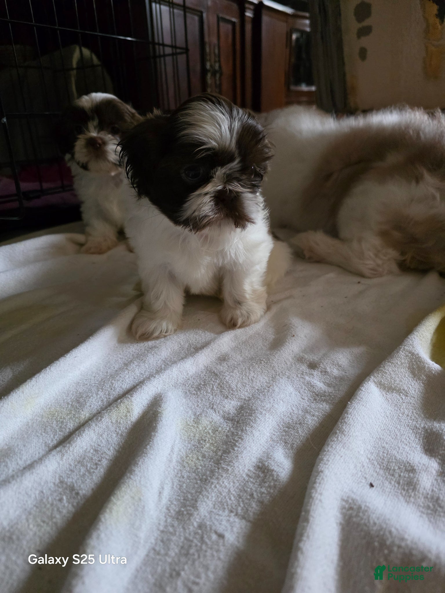 Shih Tzu dogs Shih Tzu Puppy 1 - Ad 37