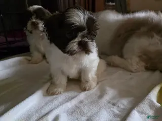 Shih Tzu dogs Shih Tzu Puppy 1 - Ad 37