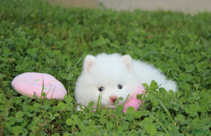 Pomeranian dogs Heather  - Ad 2