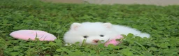 Pomeranian dogs for sale: Heather  - Ad 2