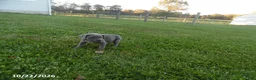 Cane Corso dogs for sale: Avery - Ad 3