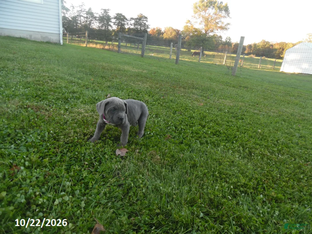 Cane Corso dogs for sale: Avery - Ad 3