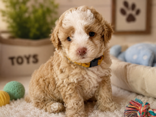 Mixed Breed dogs Male 5 - Ad 1