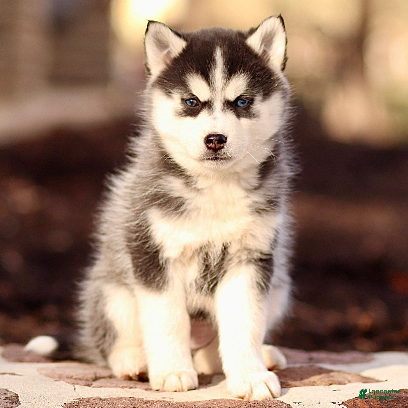 Pomsky dogs Essie - Ad 2