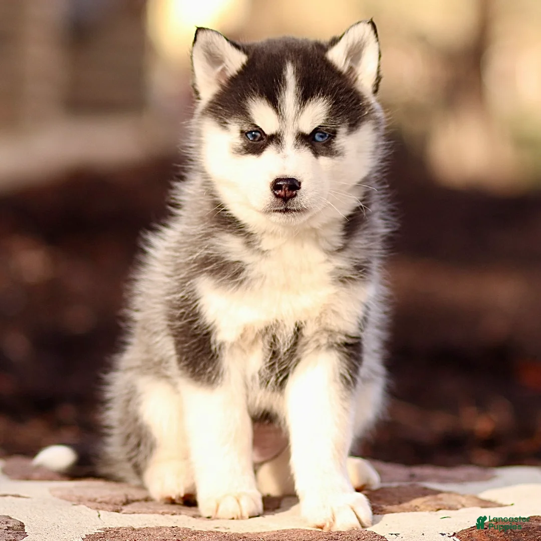 Pomsky dogs for sale: Essie - Ad 2