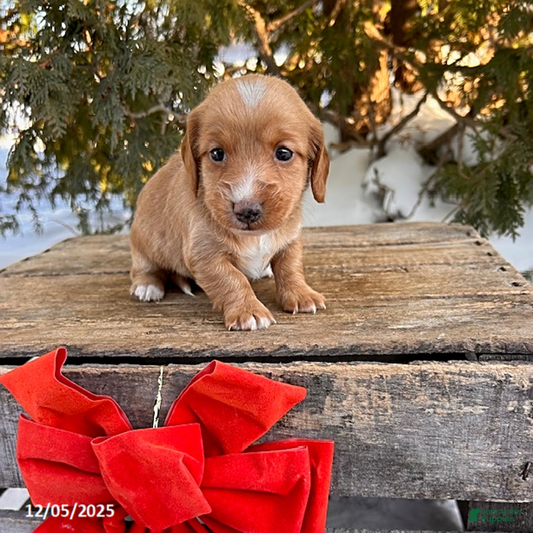 Dachshund dogs for sale: Jake - Ad 2