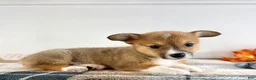 Welsh Corgi Pembroke dogs for sale: CKC MJ - Ad 3