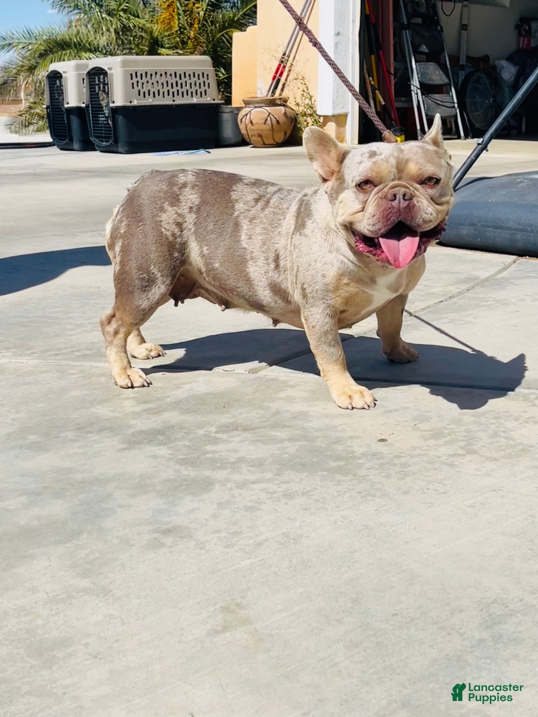 French Bulldog dogs for sale: Duke - Ad 3