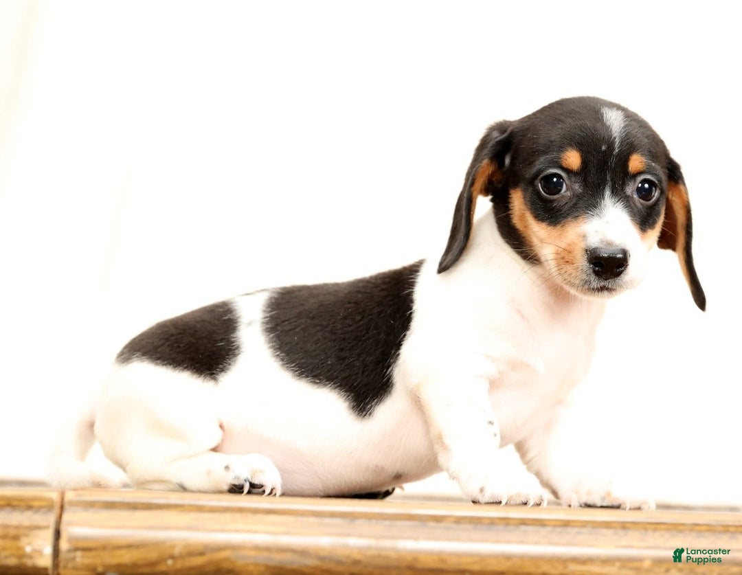 Miniature Dachshund dogs for sale: Piper - Ad 3