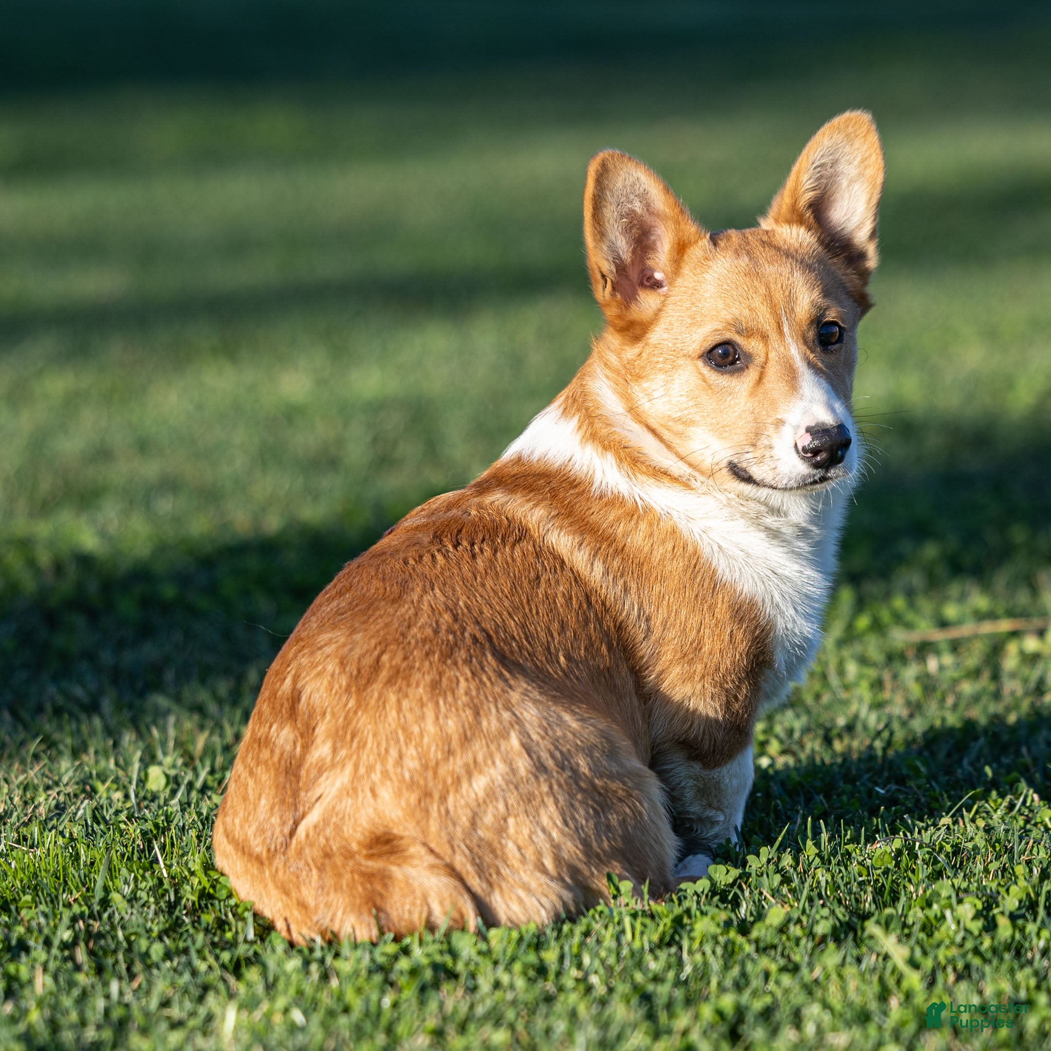 Welsh Corgi Pembroke dogs Kenny Welsh Corgi Pembroke - Ad 2