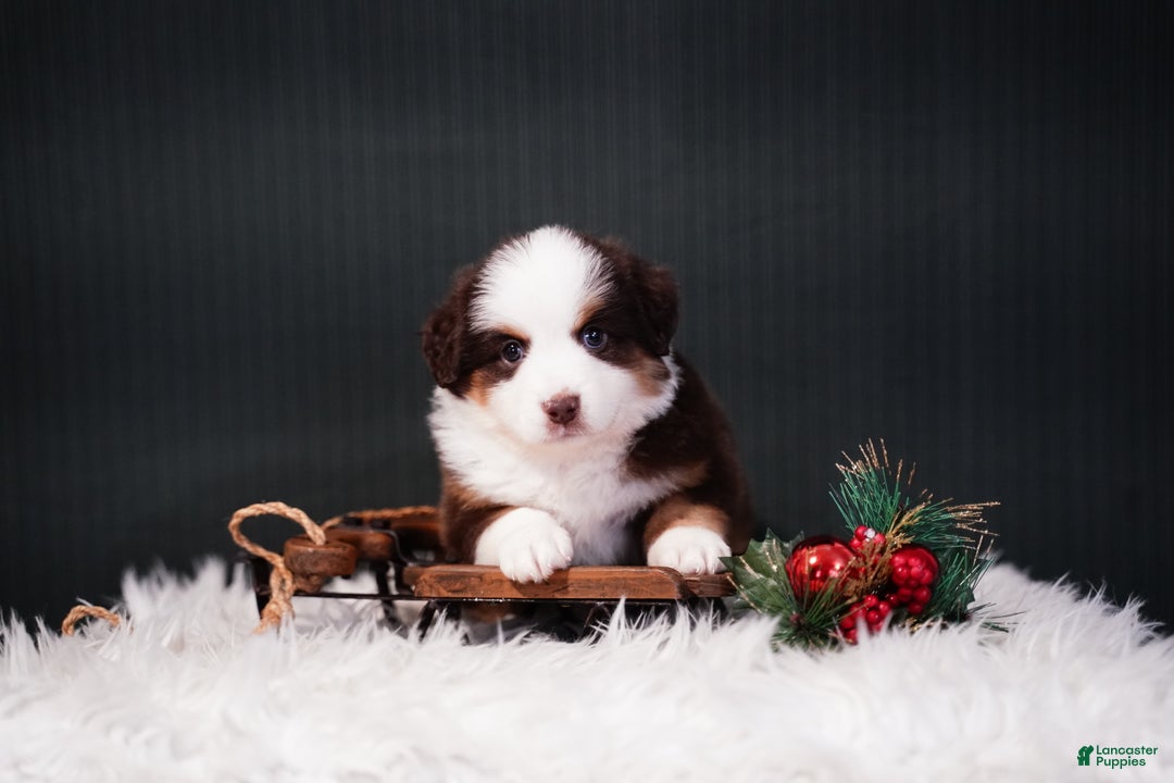 Miniature Australian Shepherd dogs for sale: Dean - Ad 8