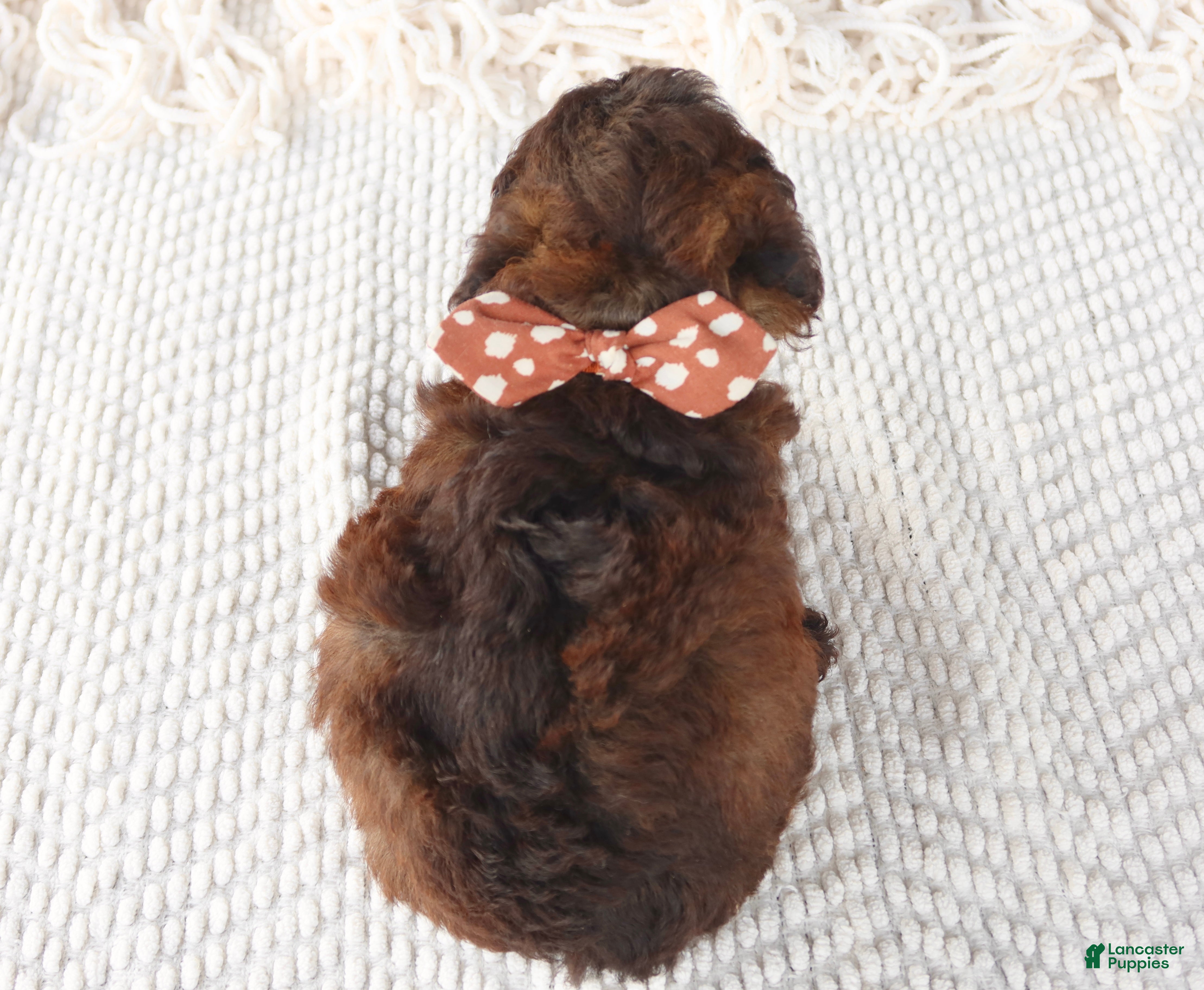 Toy Poodle dogs Ash - Ad 2