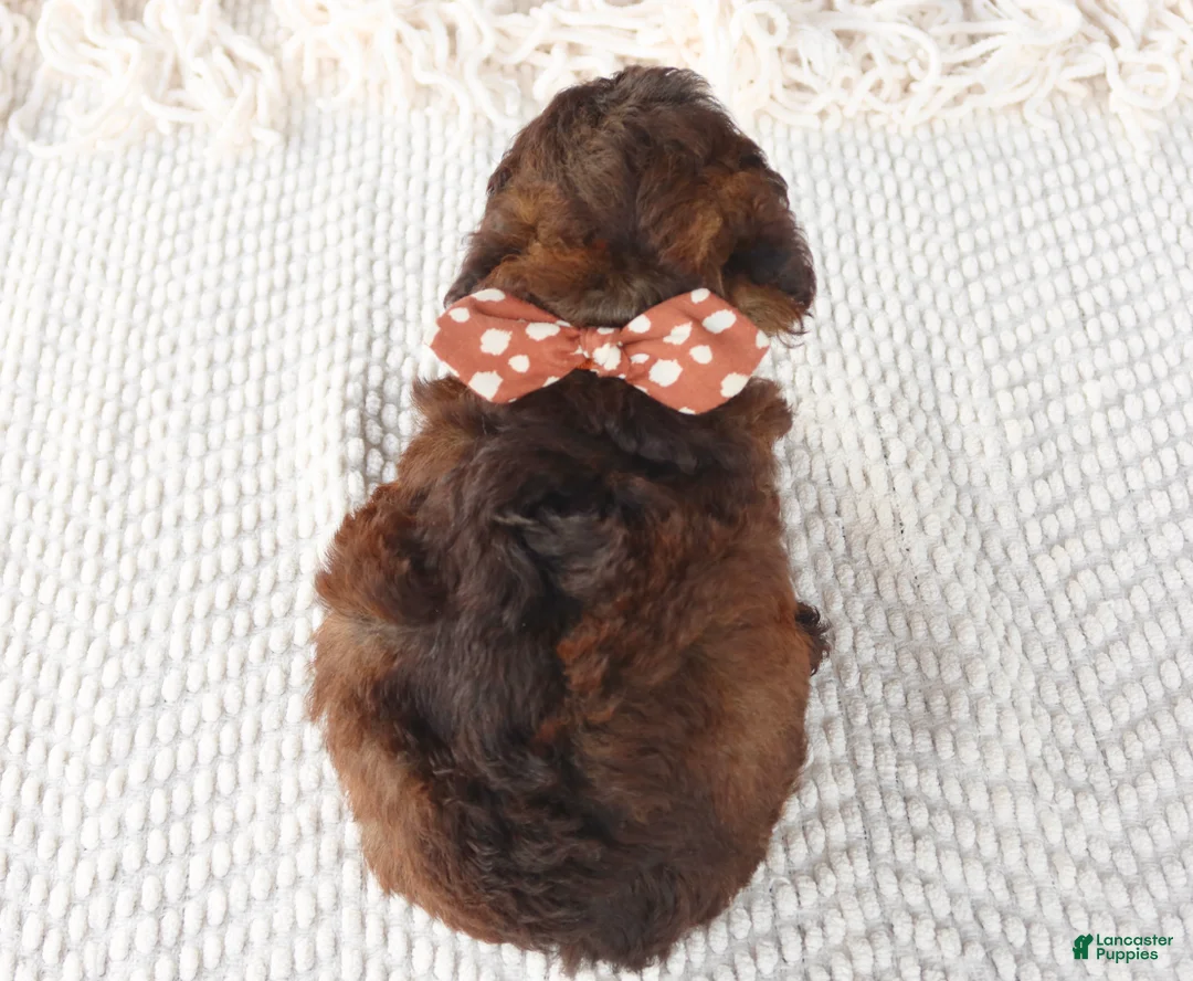 Toy Poodle dogs for sale: Ash - Ad 2