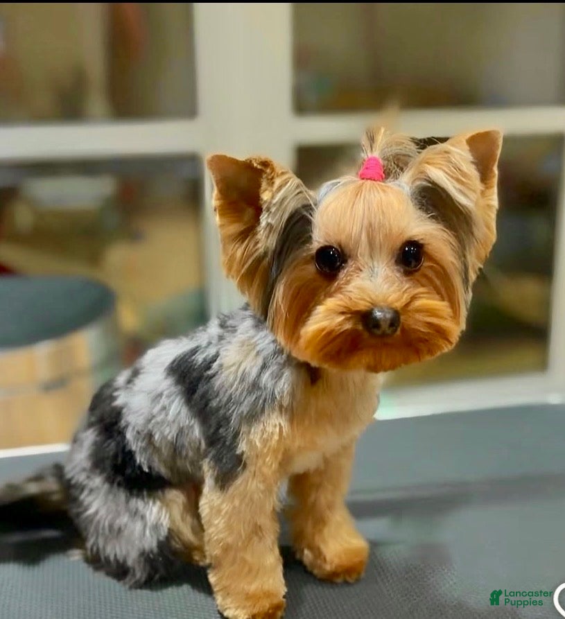 Yorkshire Terrier dogs Yo-yo tiny toy - Ad 2