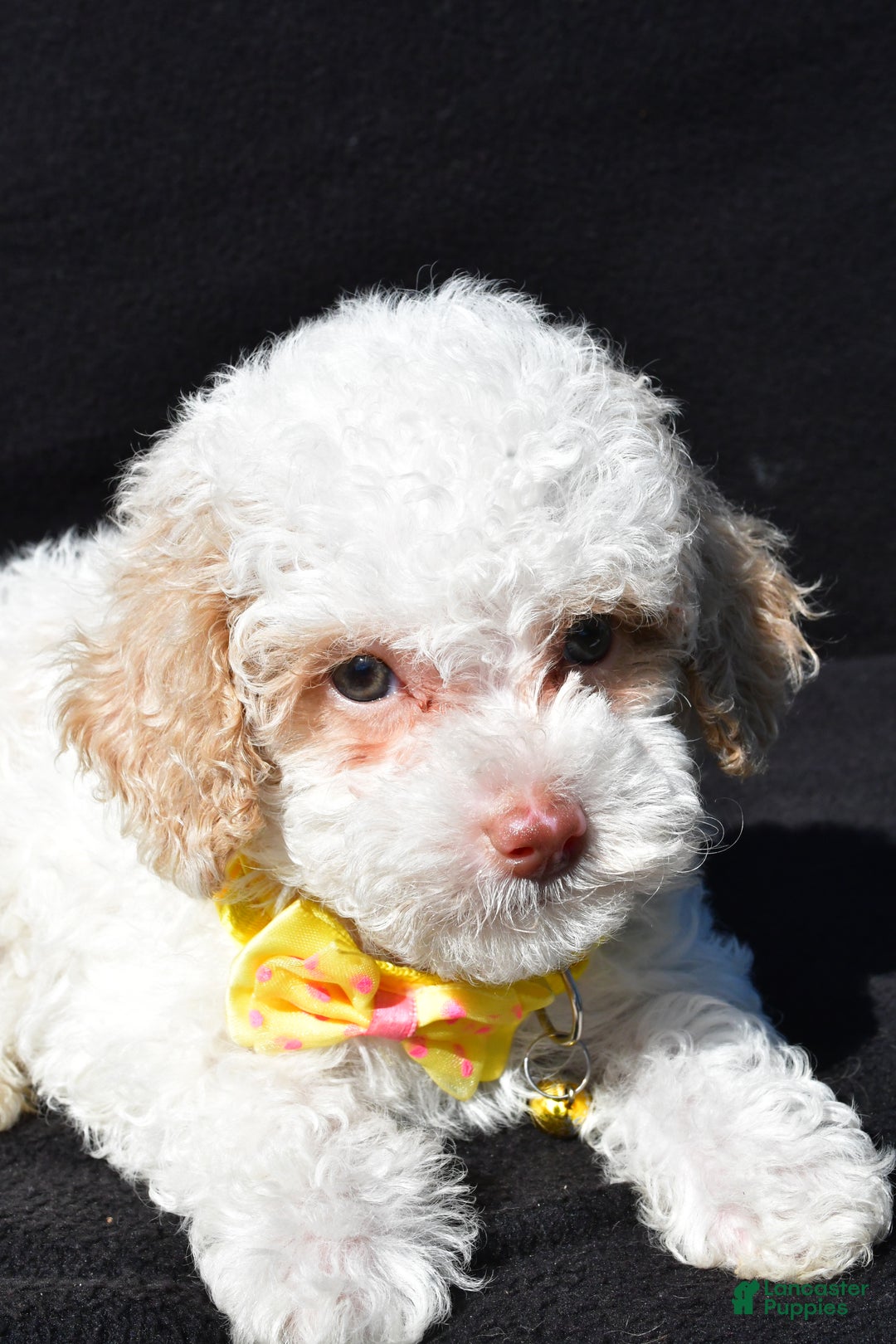 Miniature Poodle dogs for sale: Maddox - Ad 3