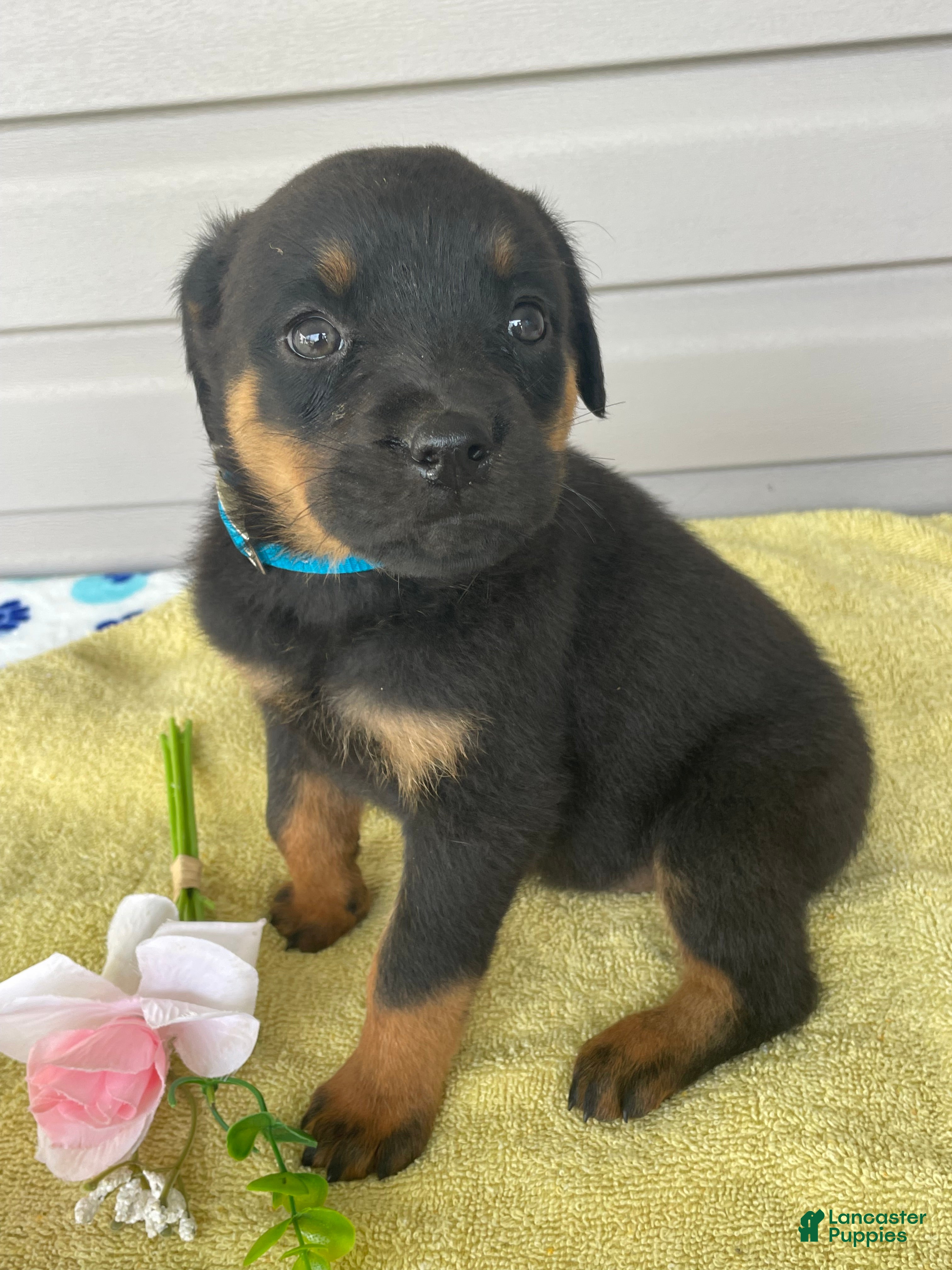 Rottweiler dogs Jasmine - Ad 40