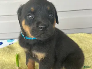 Rottweiler dogs Jasmine - Ad 40