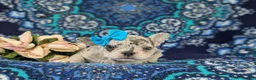 French Bulldog dogs for sale: Romy - Ad 6