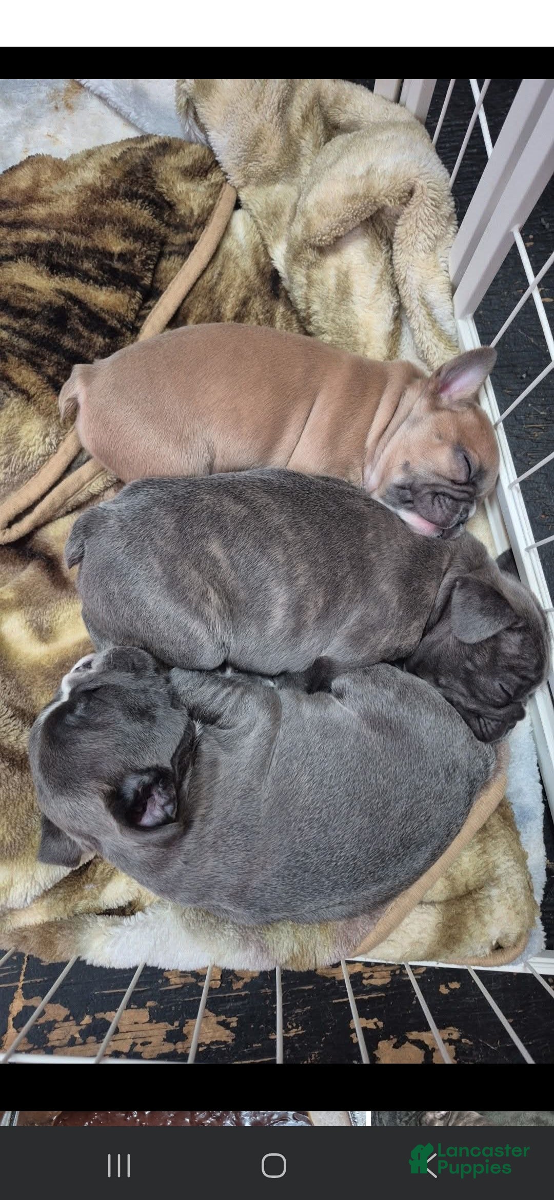 Frenchton dogs for sale: Frenchton Puppy 1 - Ad 6