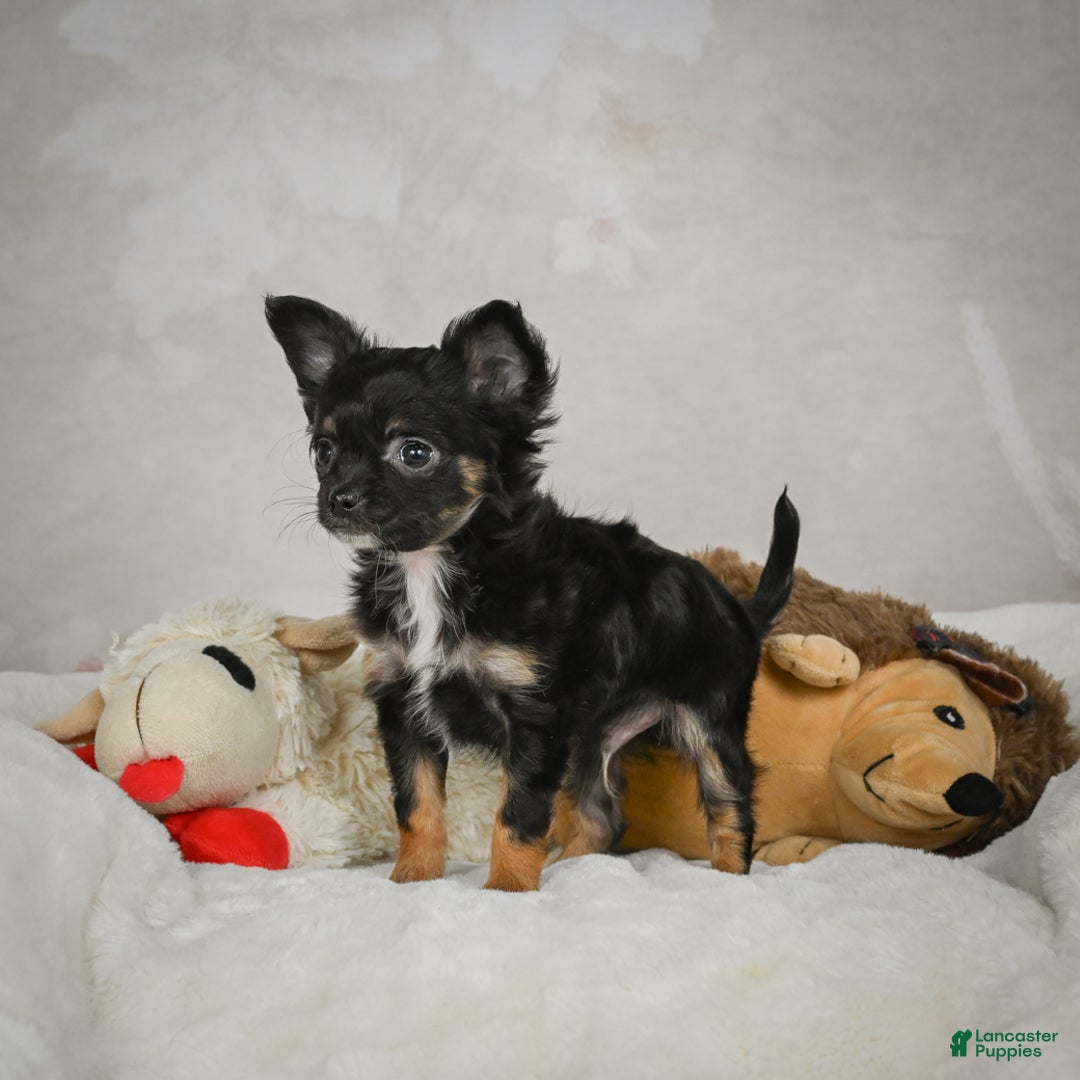 Chihuahua dogs for sale: Little Tom - Ad 10