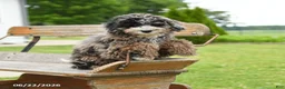 Goldendoodle dogs for sale: Hudson - Ad 3