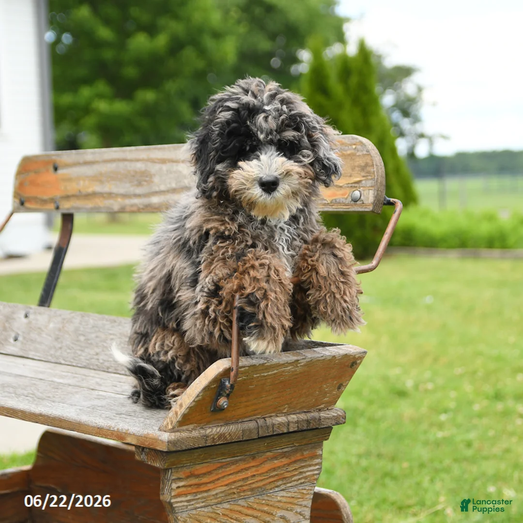 Goldendoodle dogs for sale: Hudson - Ad 3