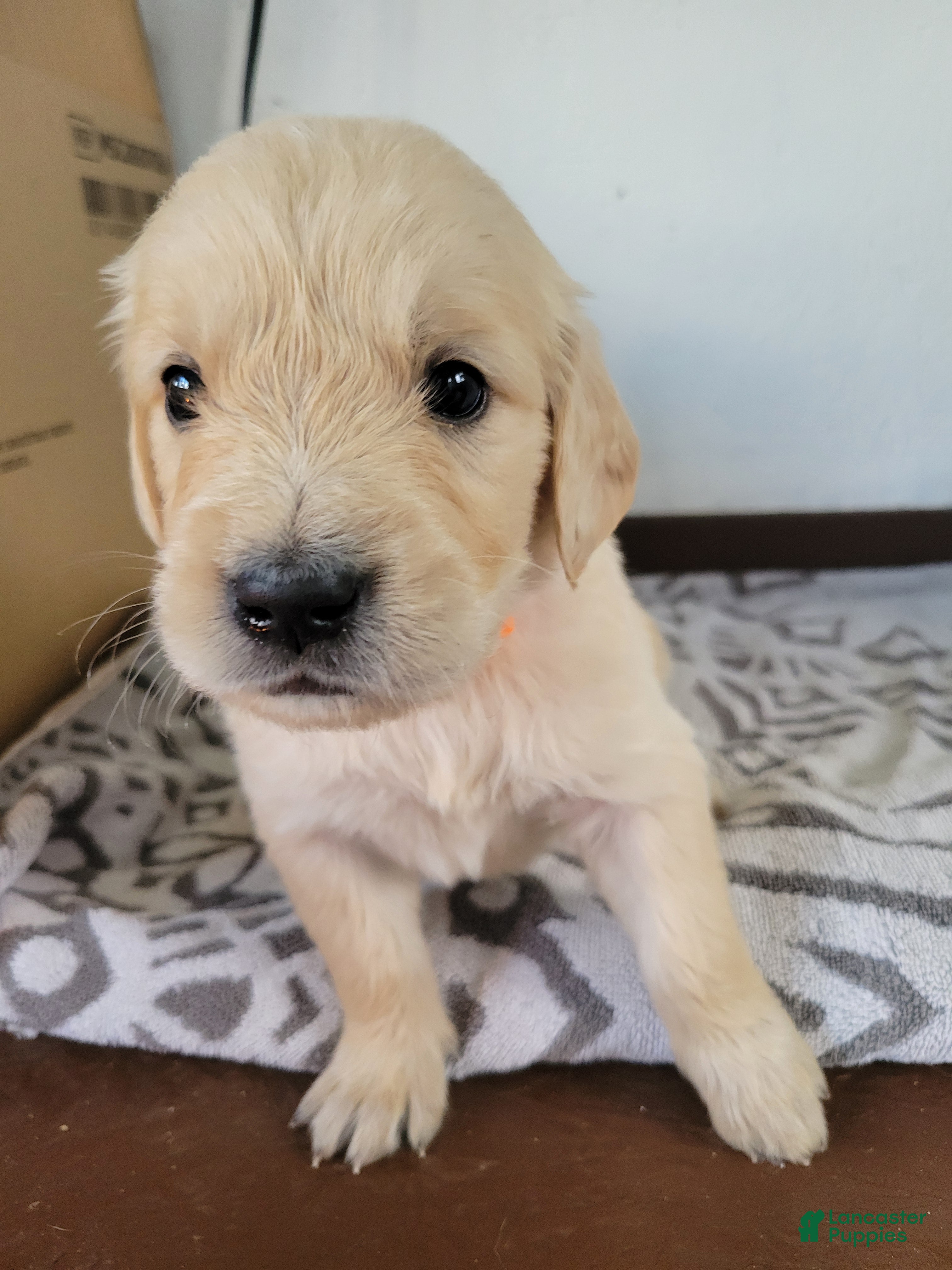 Golden Retriever dogs COCOA Pebbles, Champion Sired - Ad 1