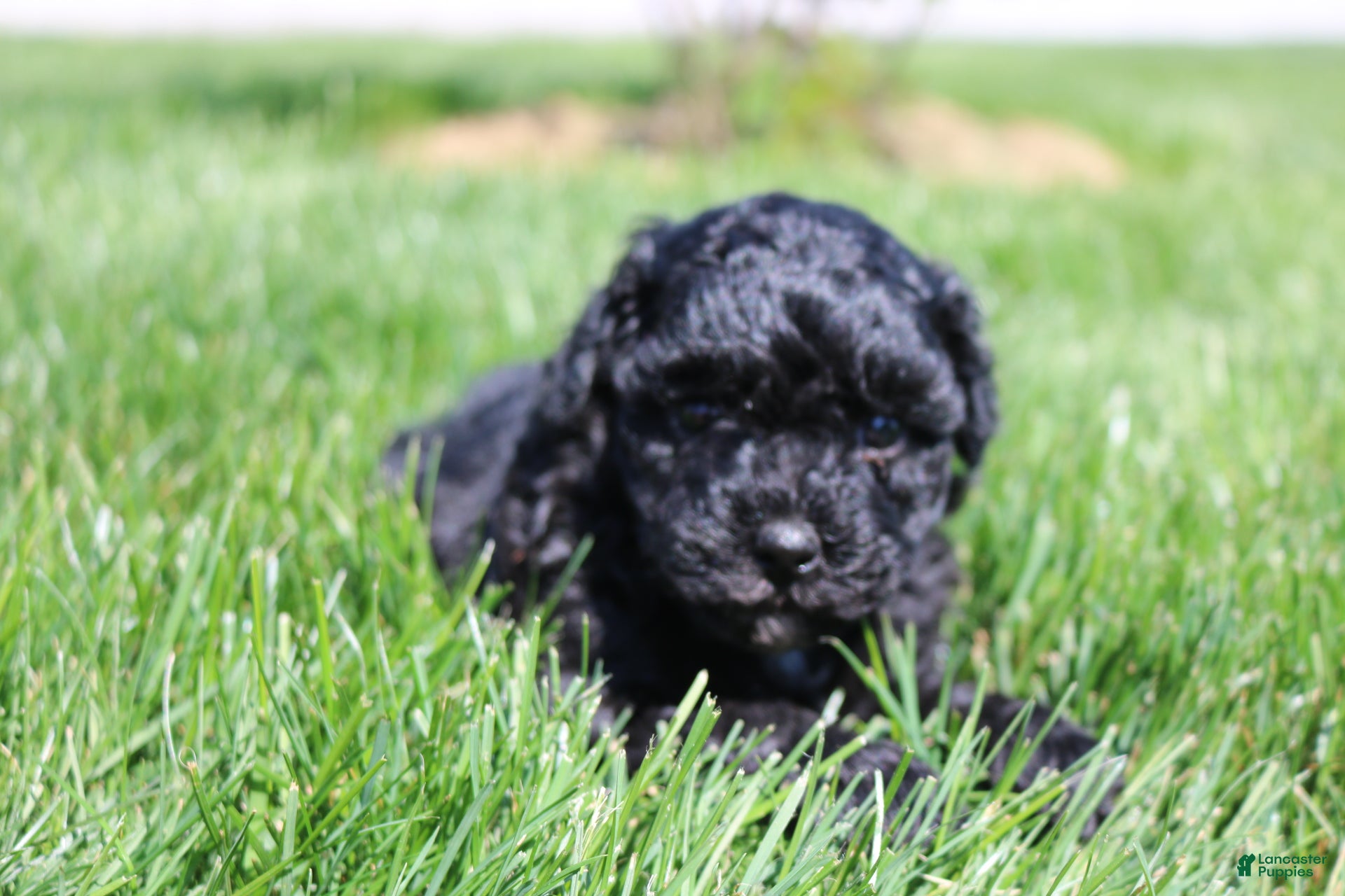 Toy Poodle dogs Sammy - Ad 2