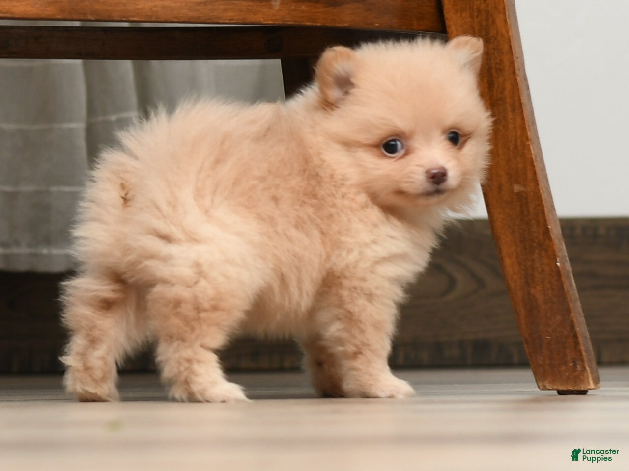 Pomeranian dogs for sale: Orzo  - Ad 2