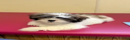 Shih Tzu dogs for sale: Nutmeg - Ad 6