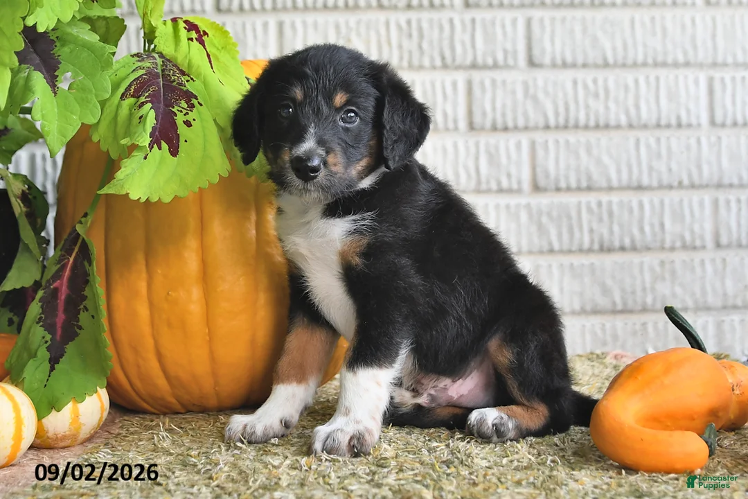 Mixed Breed dogs for sale: Alex - Ad 2