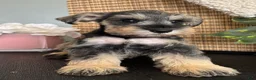 Miniature Schnauzer dogs for sale: Molly - Ad 13