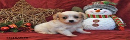 Cavachon dogs for sale: Callie - Ad 4