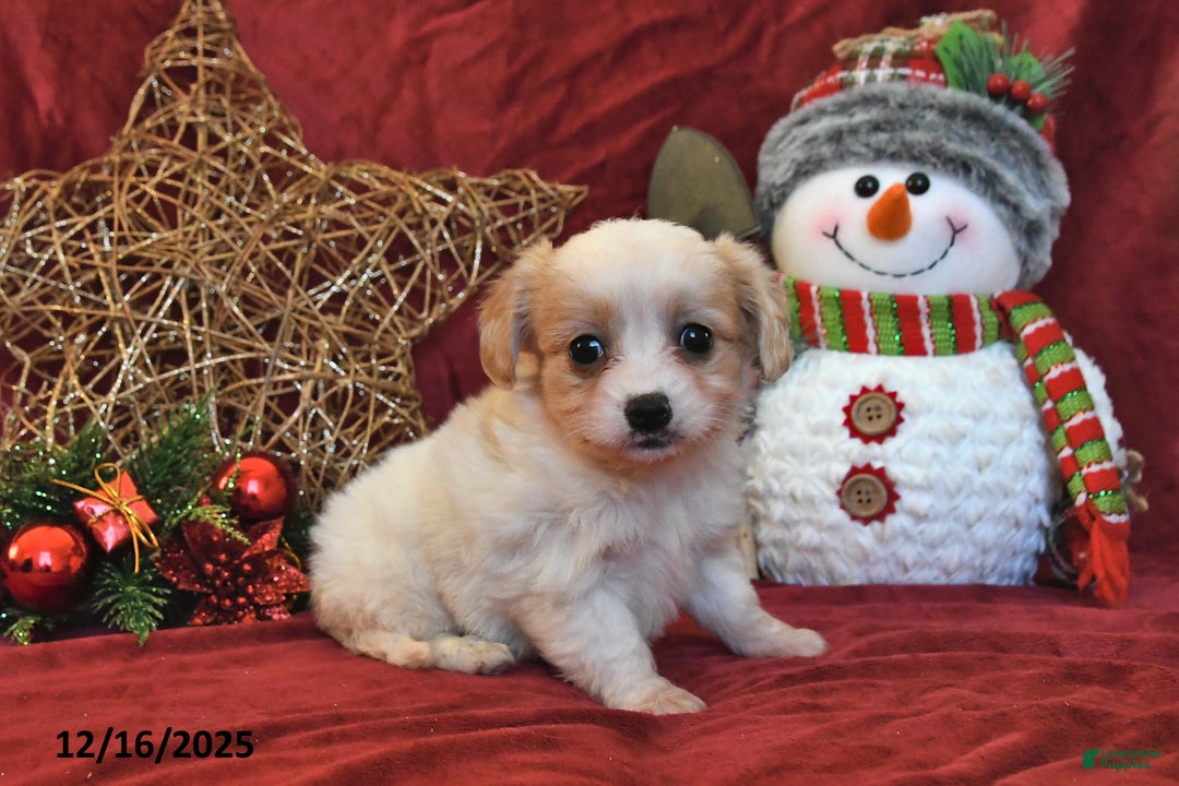 Cavachon dogs for sale: Callie - Ad 4