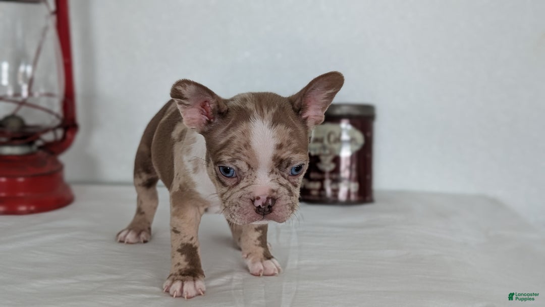 Frenchton dogs for sale: Logan - Ad 12