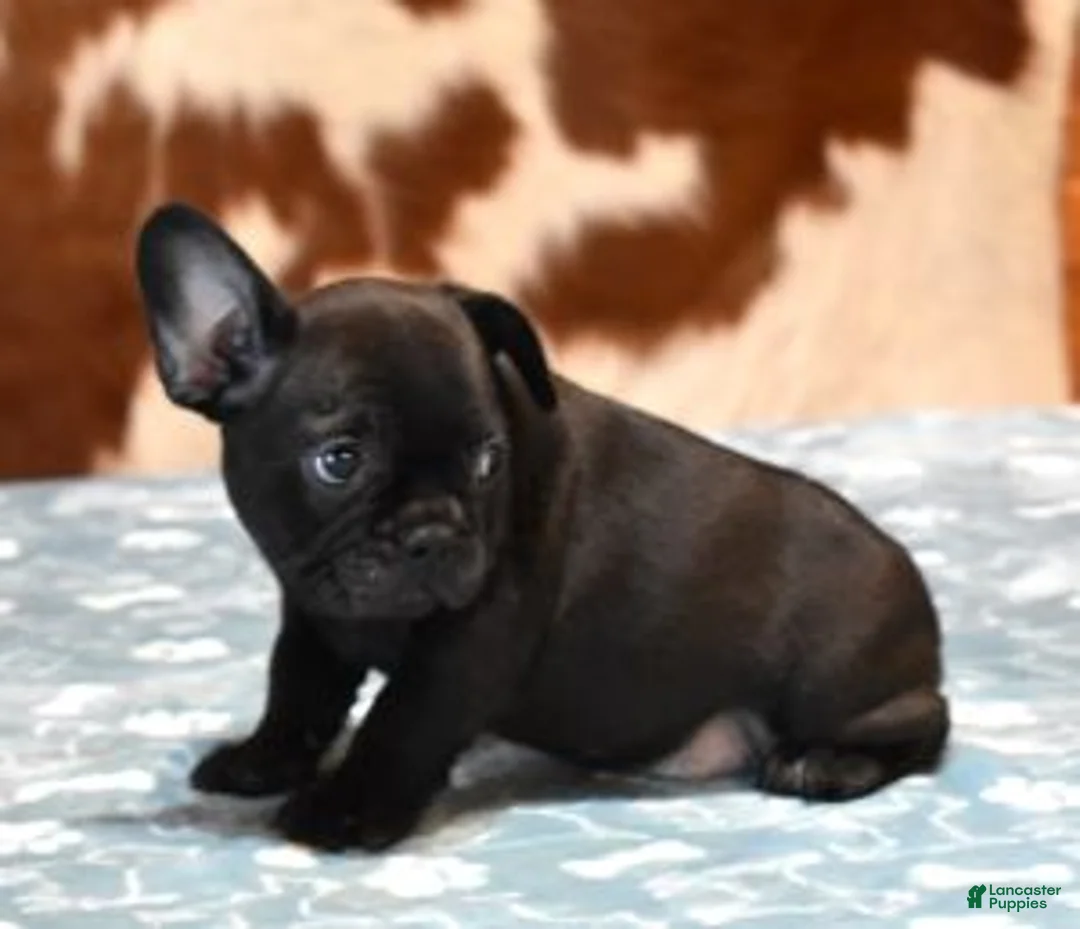 French Bulldog dogs for sale: CHANCE - BLACK - Ad 1