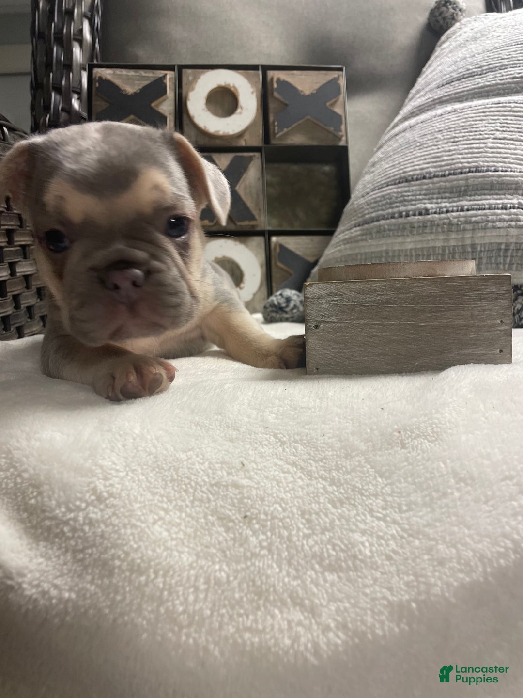 French Bulldog dogs for sale: French Bulldog Puppy 3 - Ad 10