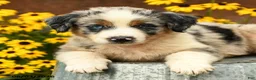 Australian Shepherd dogs for sale: Felix - Ad 3